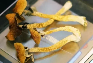 ‘Brain Health’ Mushroom Gummies Discovered to Contain Illegal Hallucinogens-2